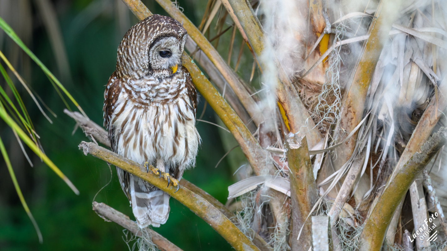 Barred Owl