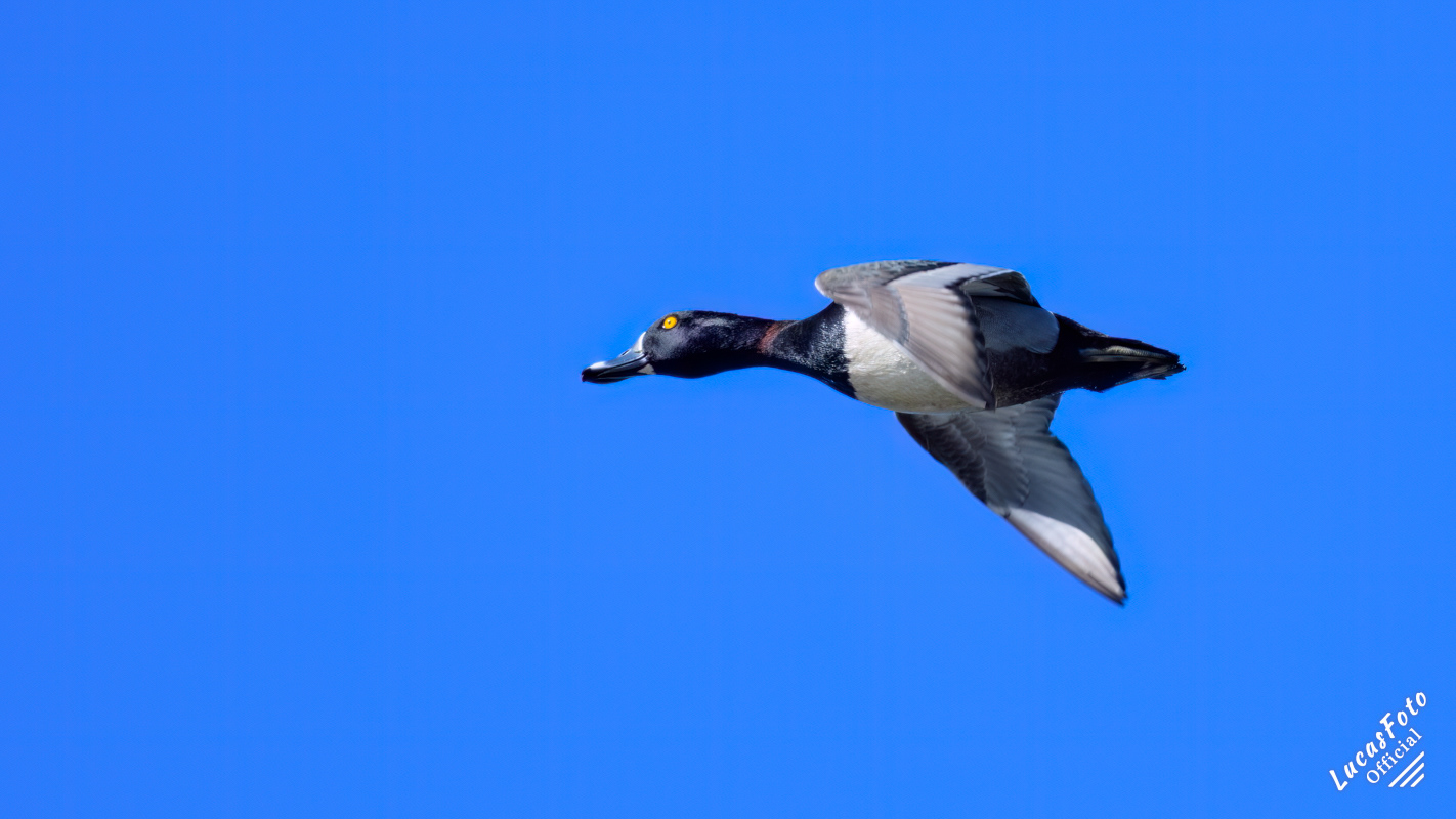 Ring-necked Duck