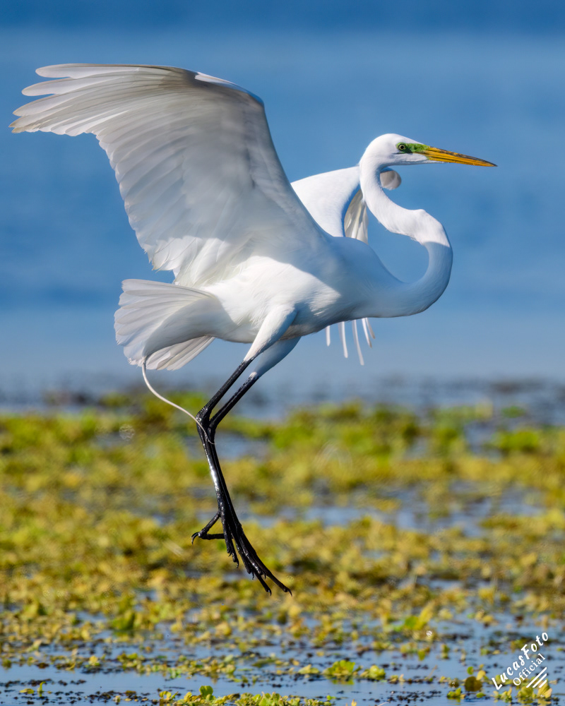 Great Egret