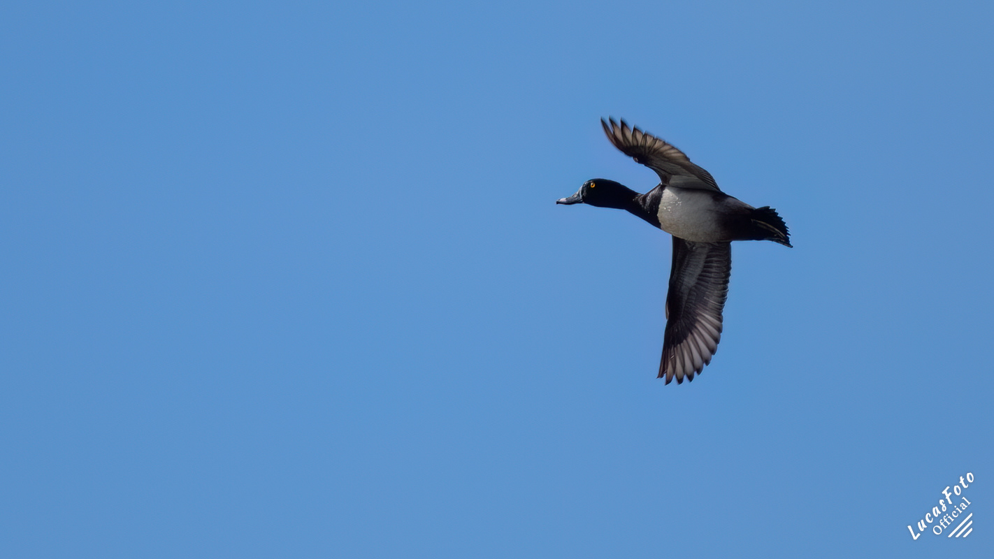 Ring-necked Duck