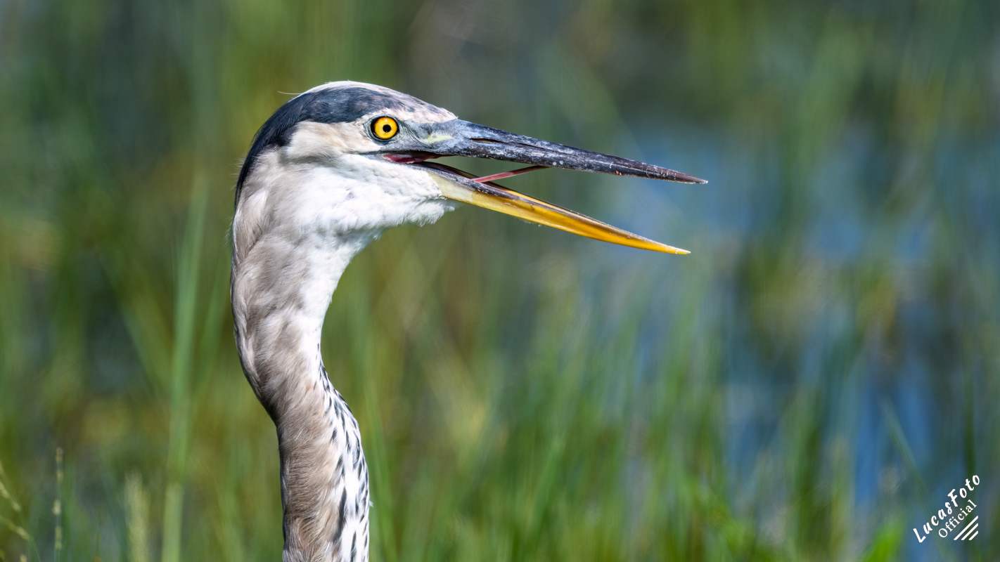 Great Blue Heron