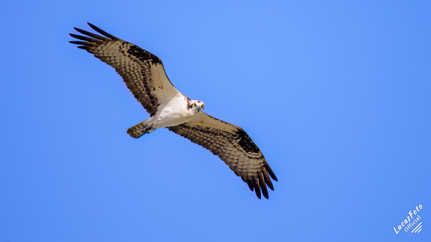 Osprey