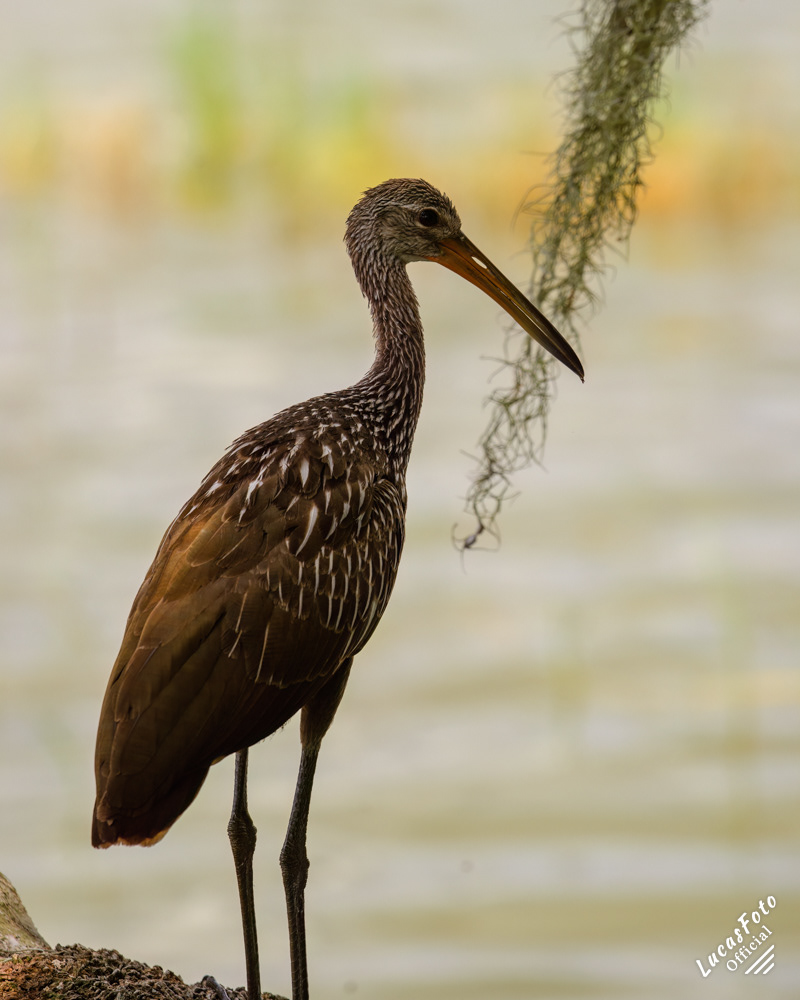 Limpkin