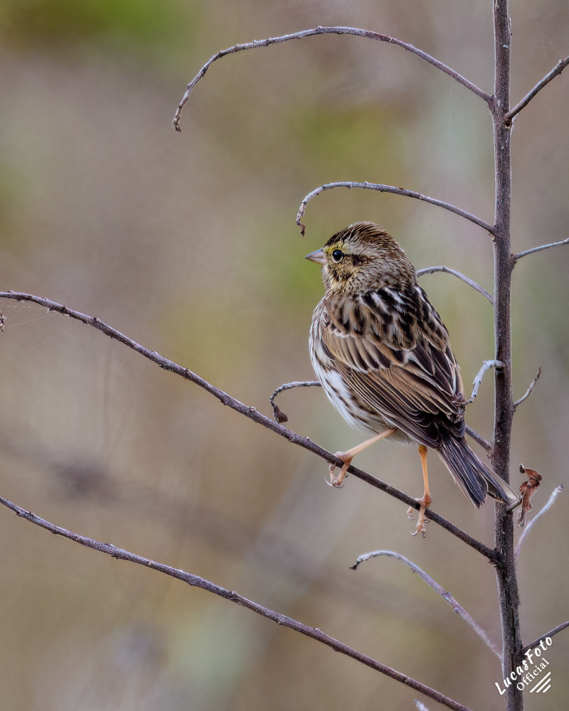 Savannah Sparrow