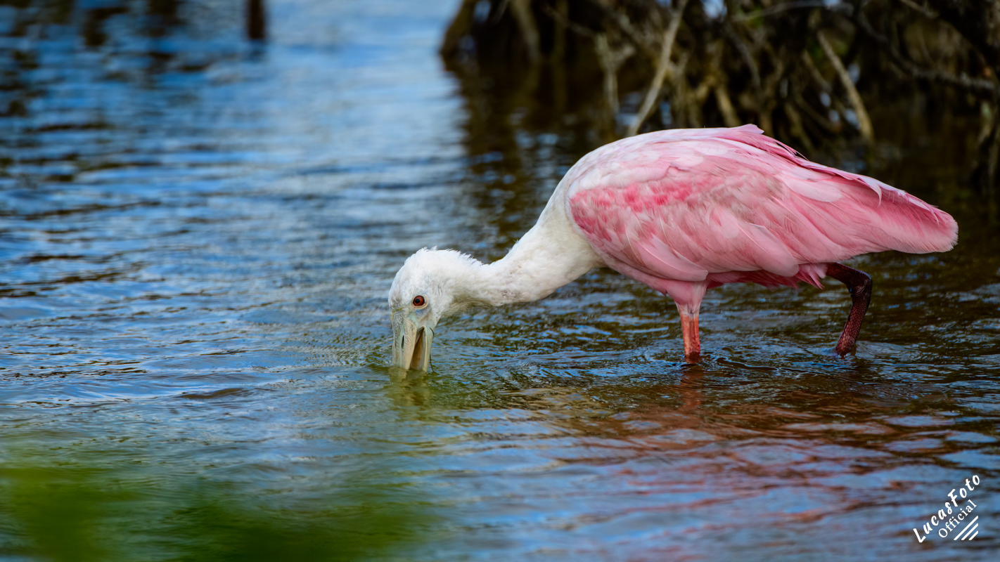 Roseate Spoonbill