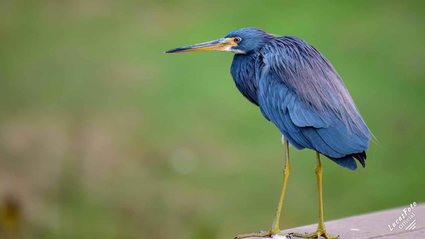 Tricolored Heron
