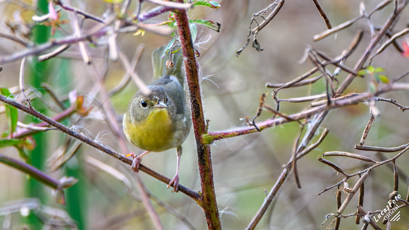 Common Yellowthroat