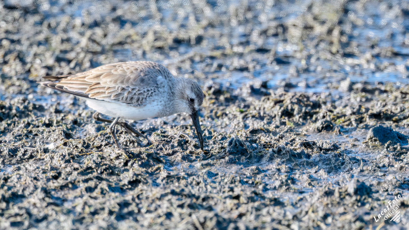 Dunlin