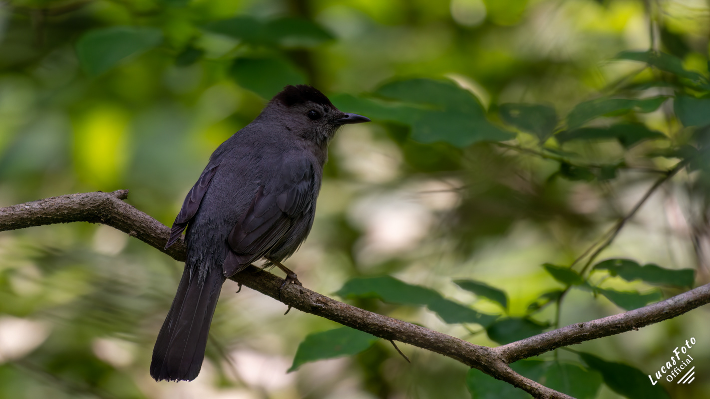 Gray Catbird