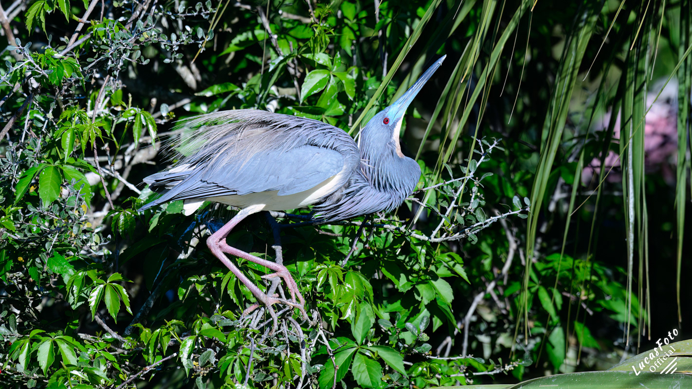 Tricolored Heron