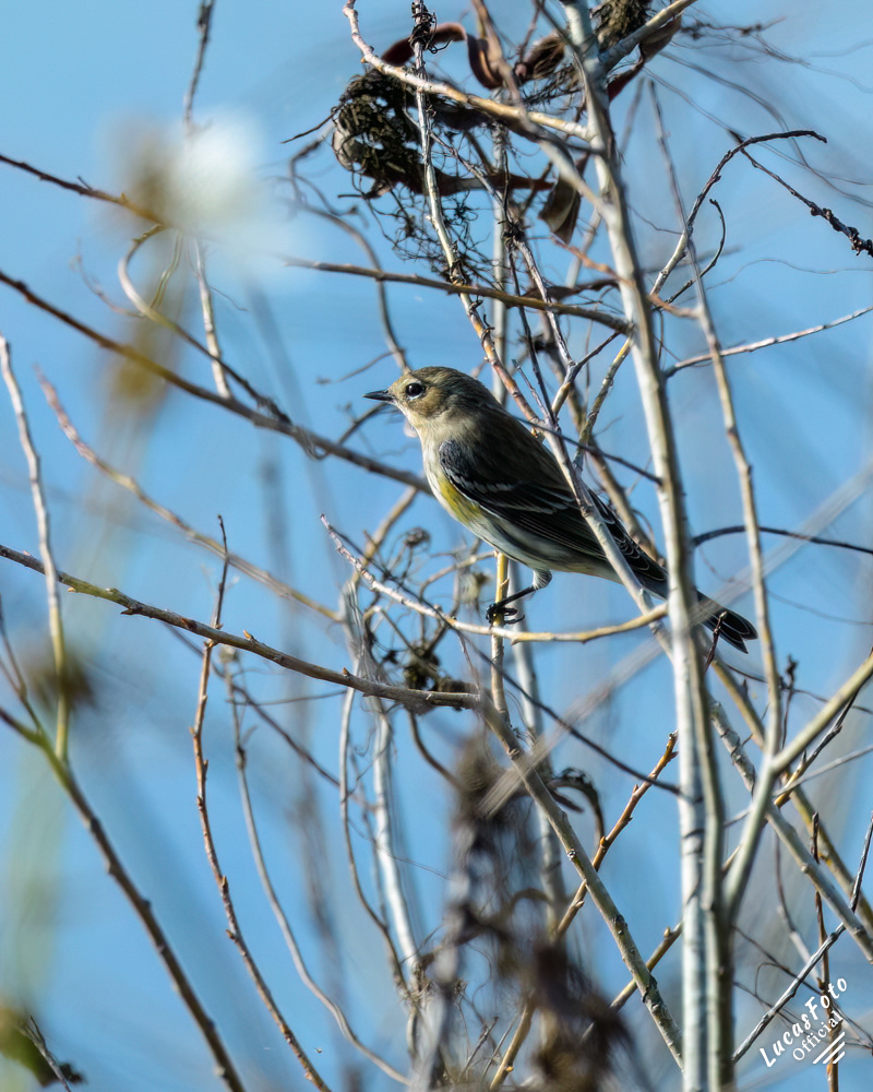 Yellow-rumped Warbler