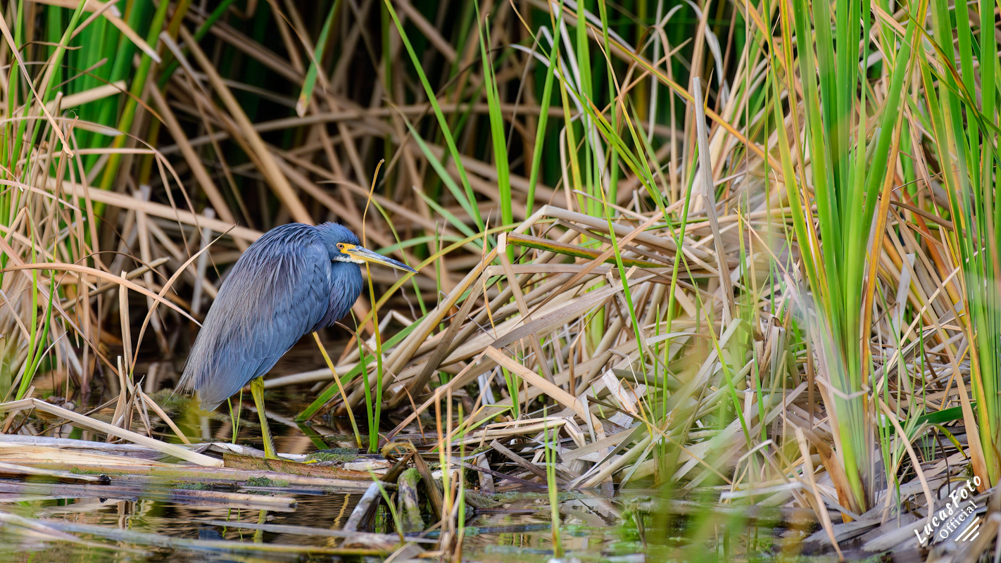 Tricolored Heron