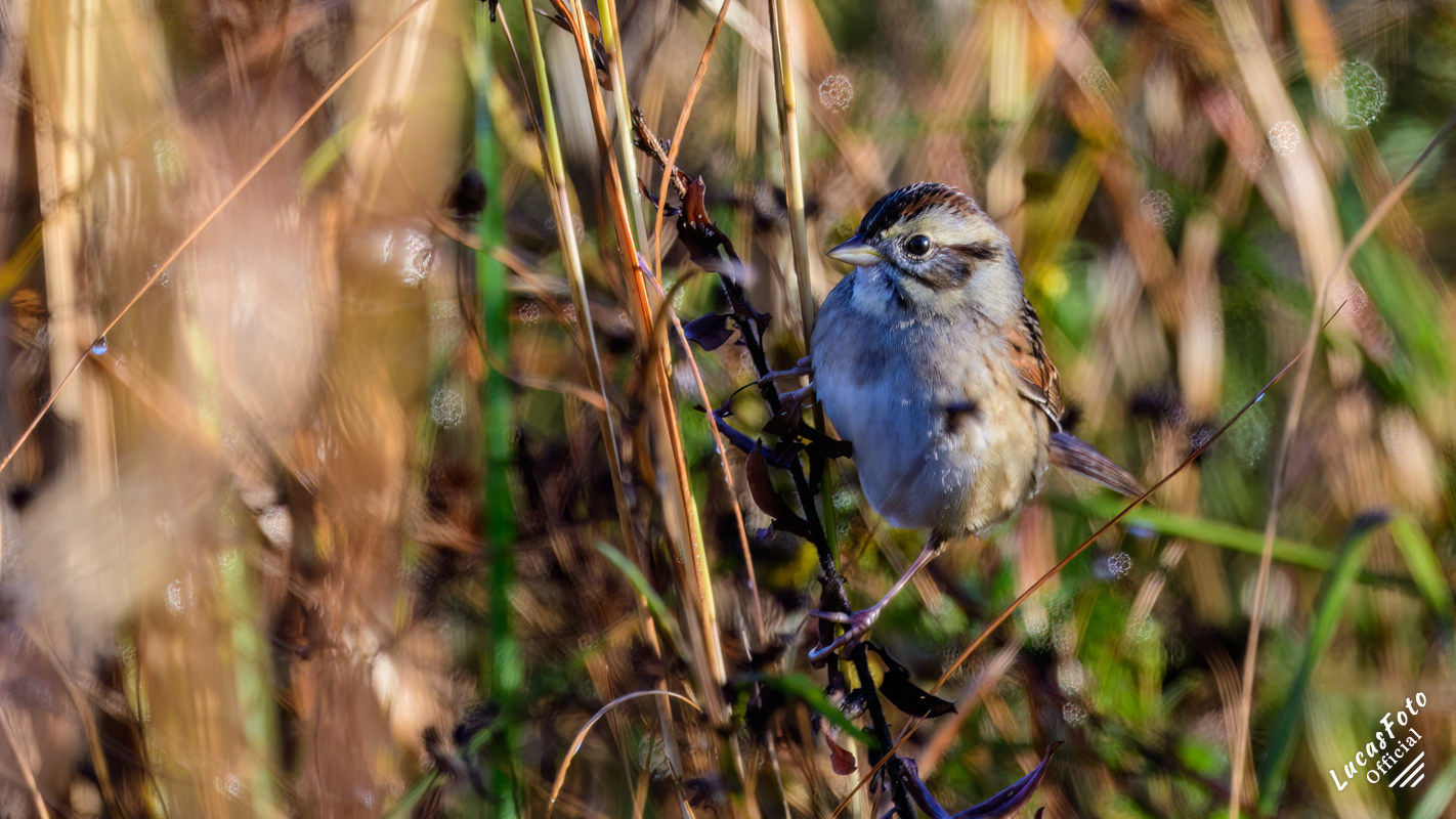 Swamp Sparrow