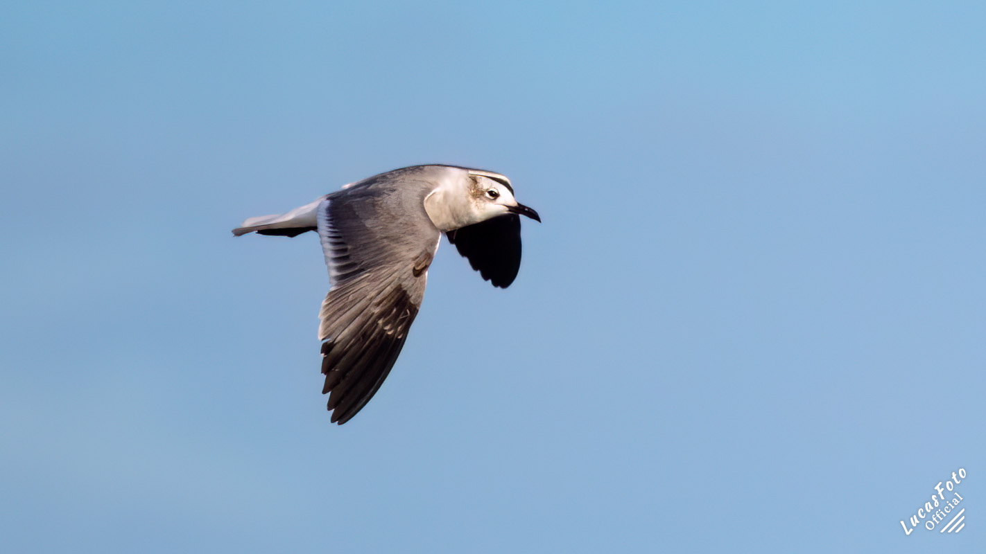Laughing Gull