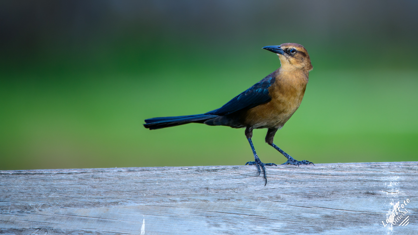 Boat-tailed Grackle