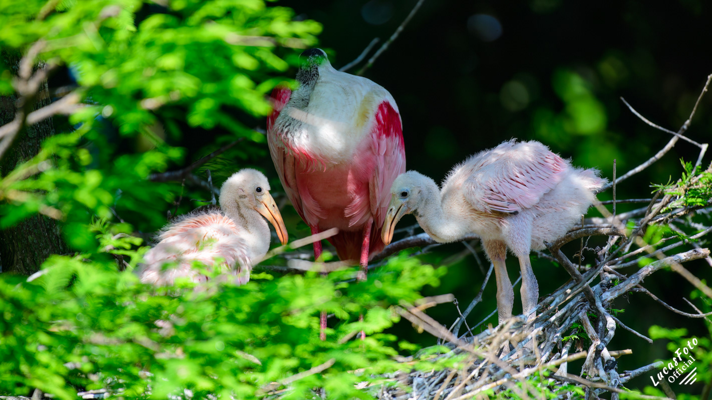 Roseate Spoonbill