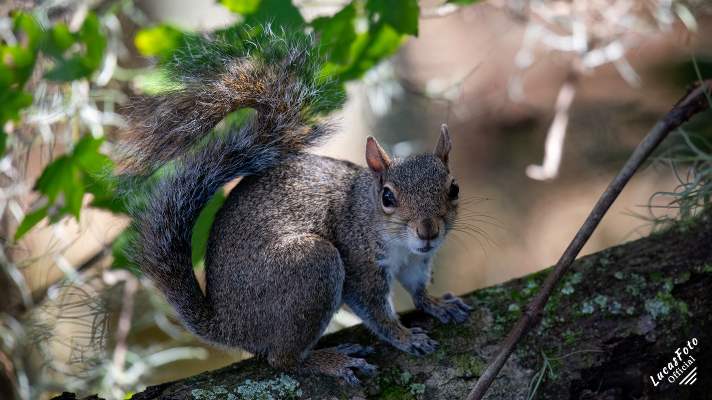 Gray Squirrel