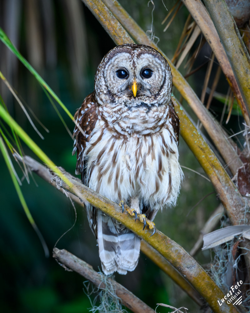 Barred Owl