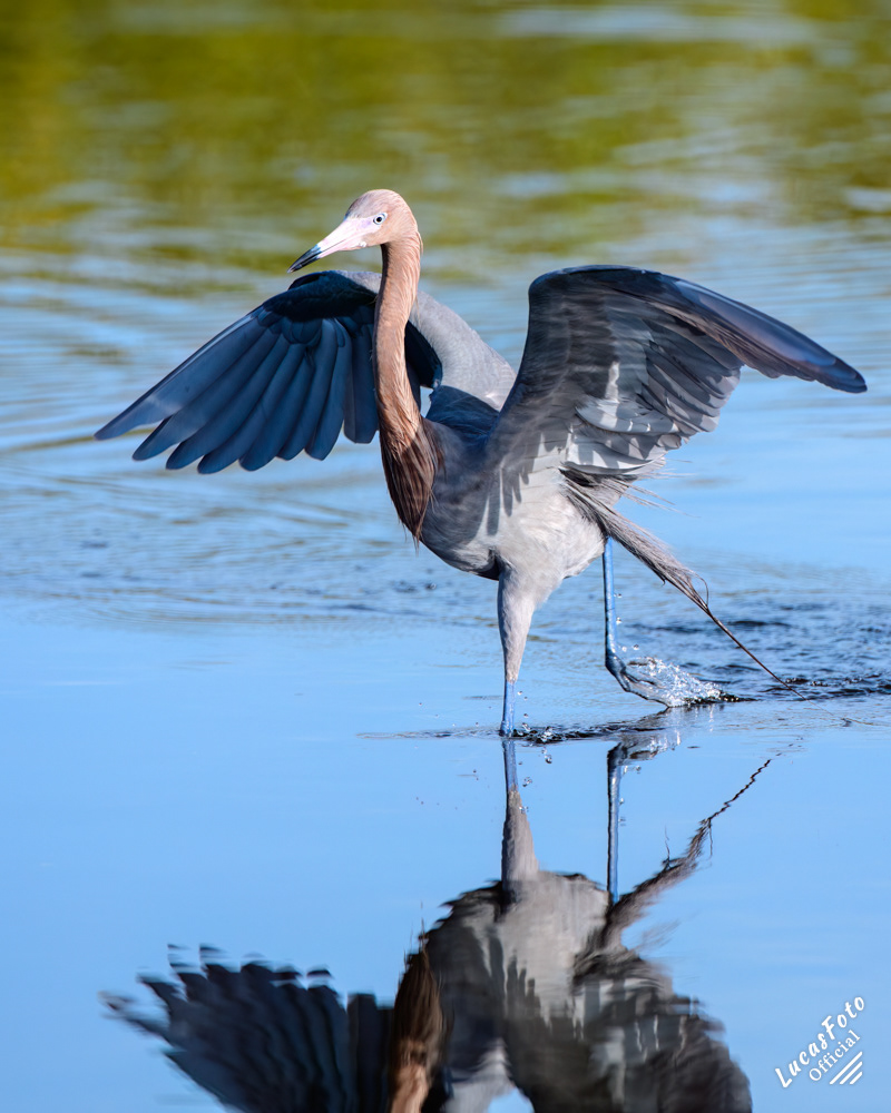 Reddish Egret