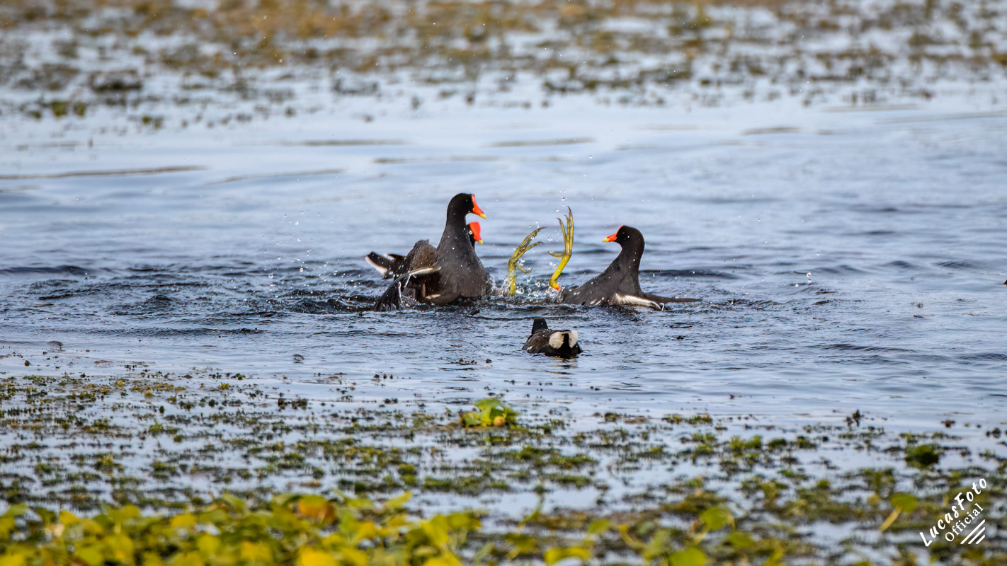 Common Gallinule