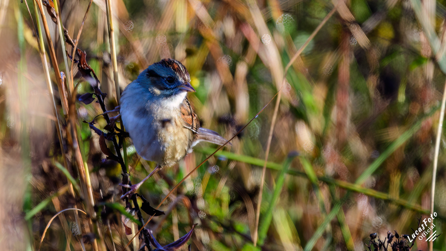 Swamp Sparrow