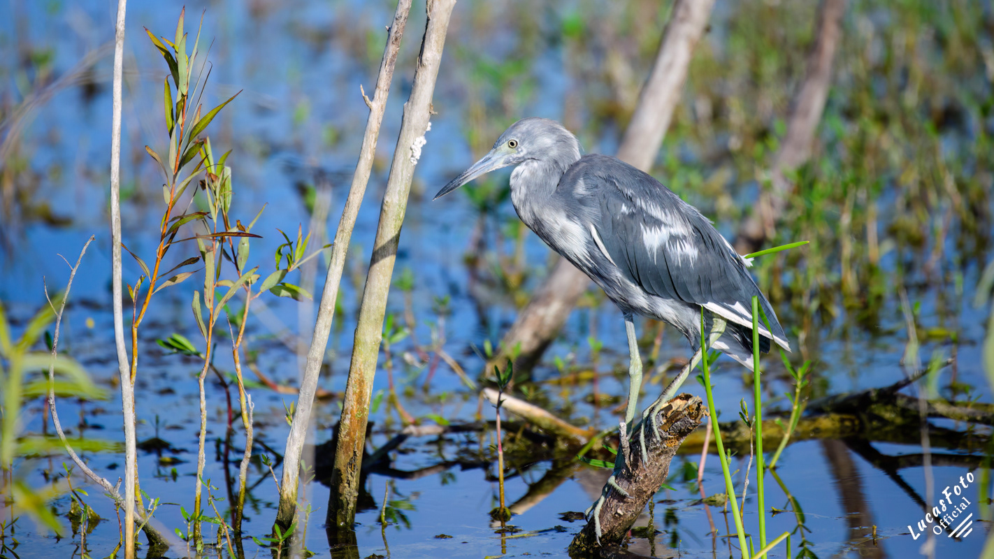 Juvenile Little Blue Heron