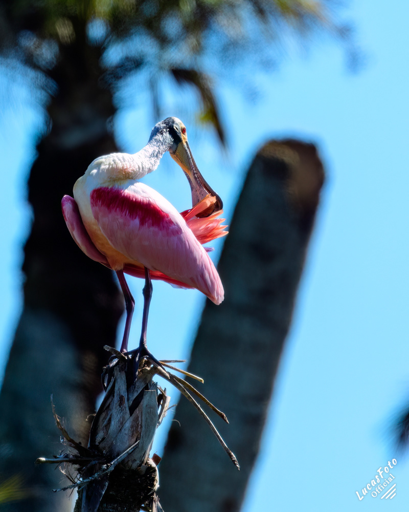 Roseate Spoonbill