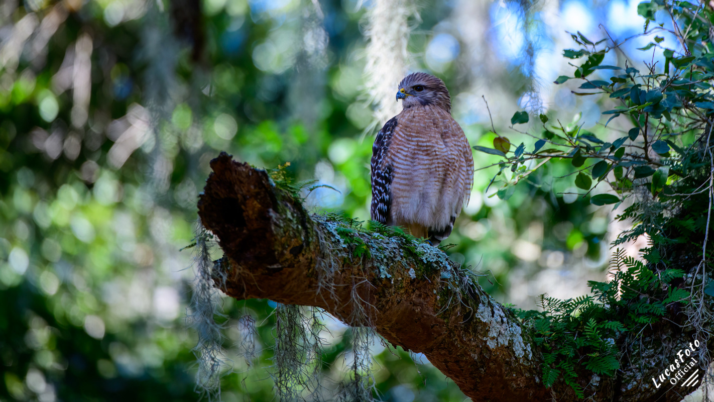 Red-shouldered Hawk