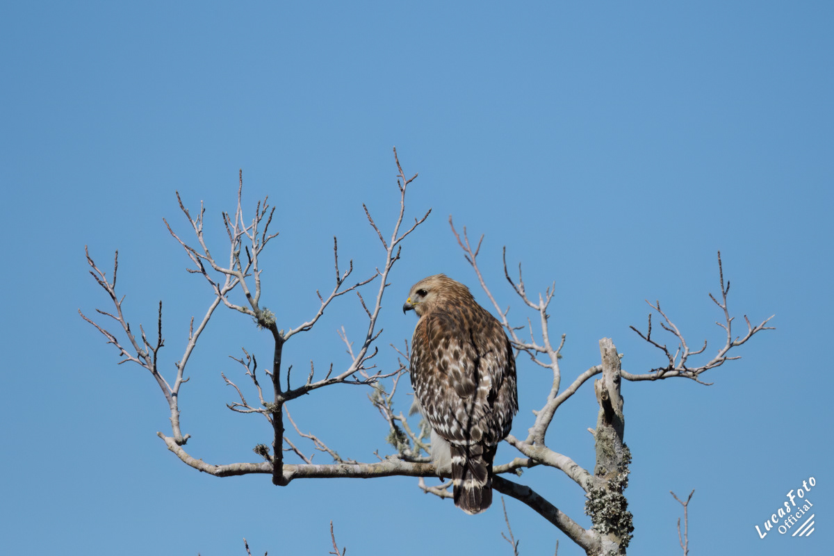Red-shouldered Hawk