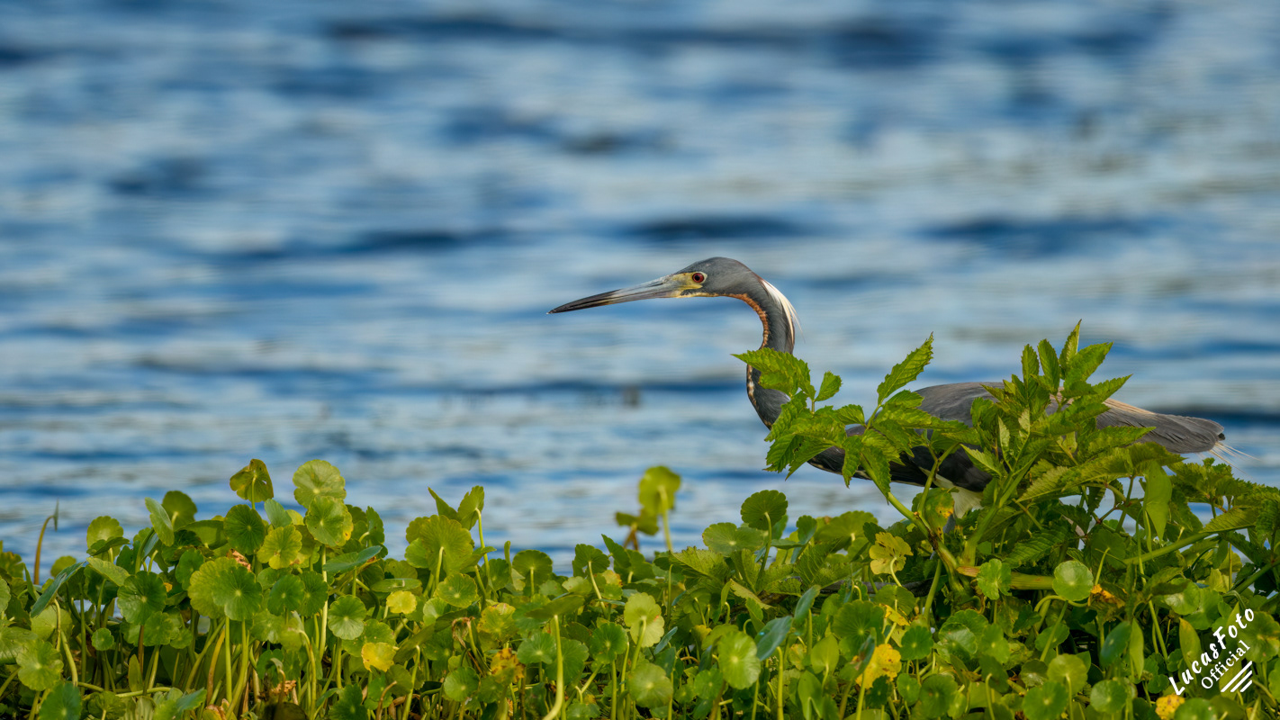 Tricolored Heron