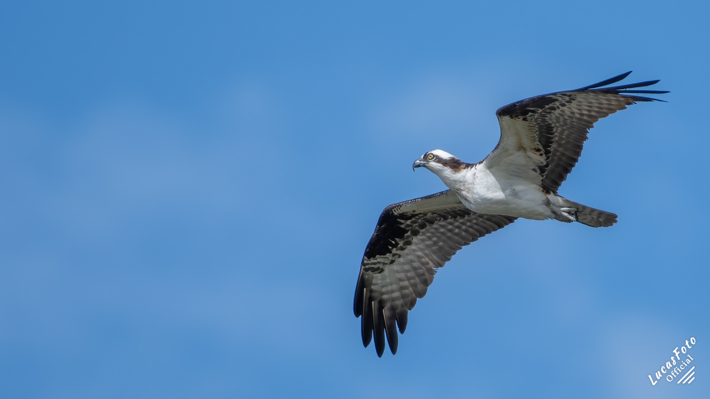 Osprey