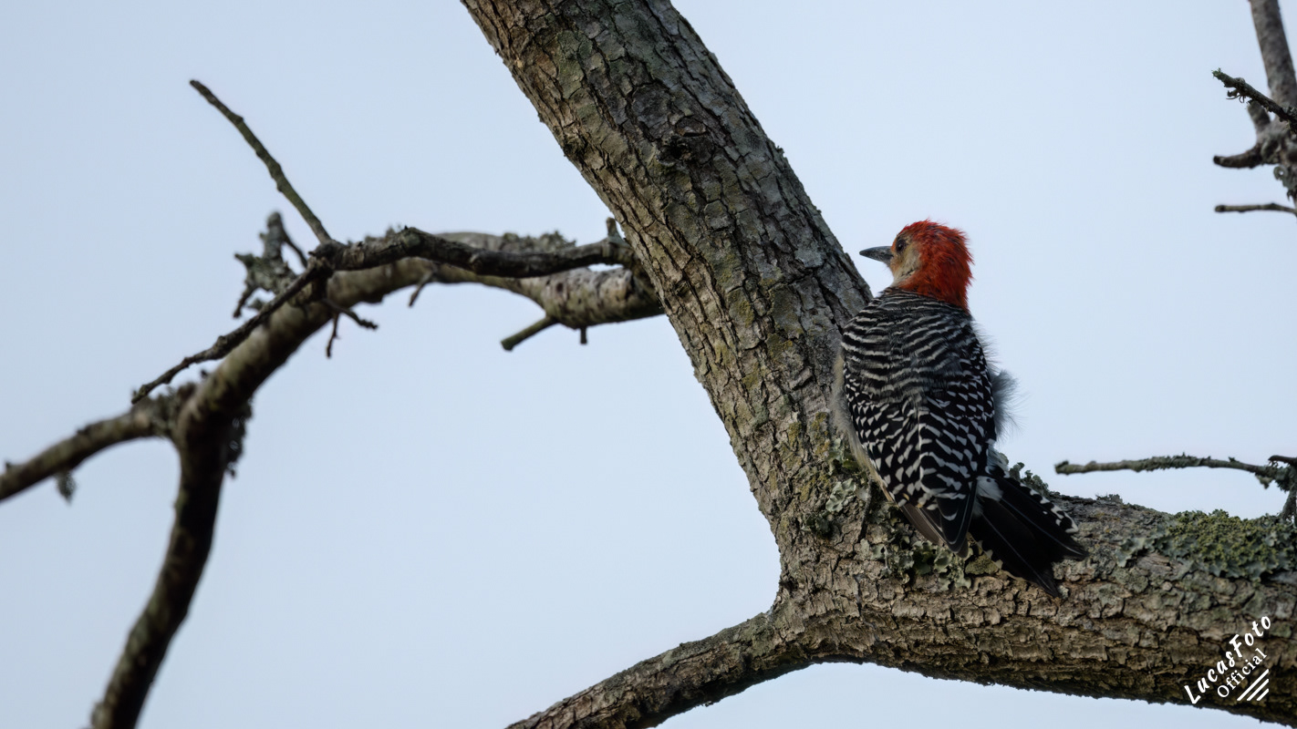Red-bellied Woodpecker