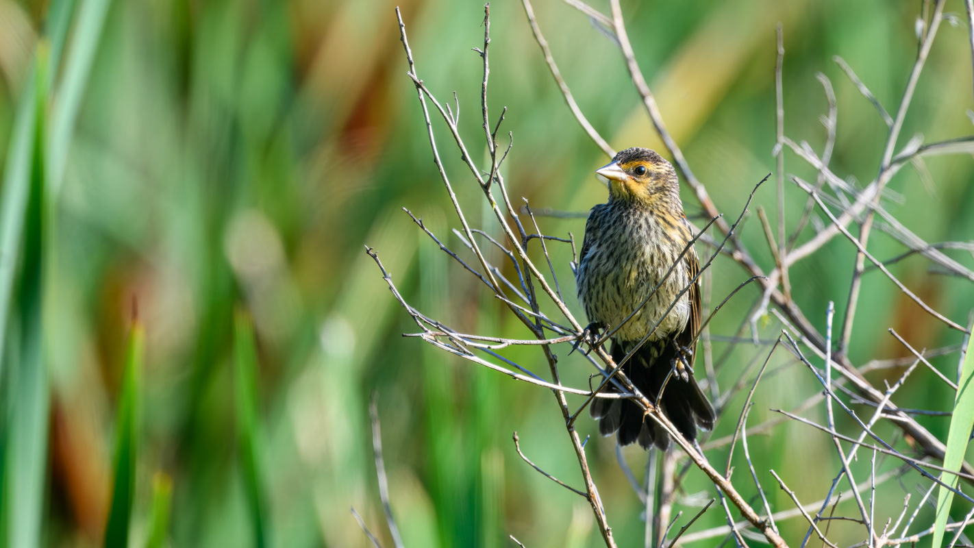 Red-winged Blackbird