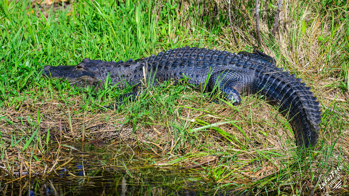 Alligator