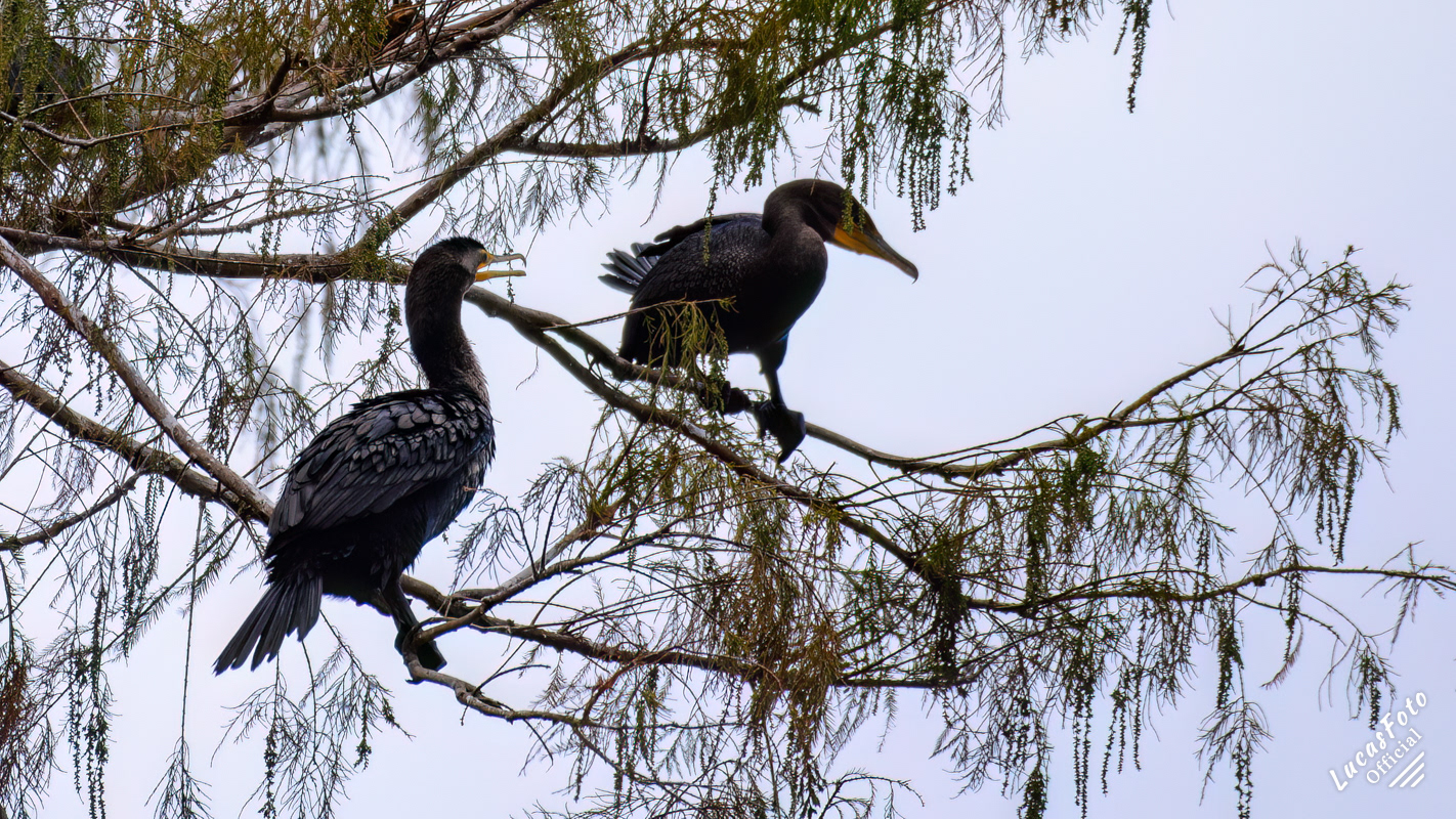 Double-crested Cormorant