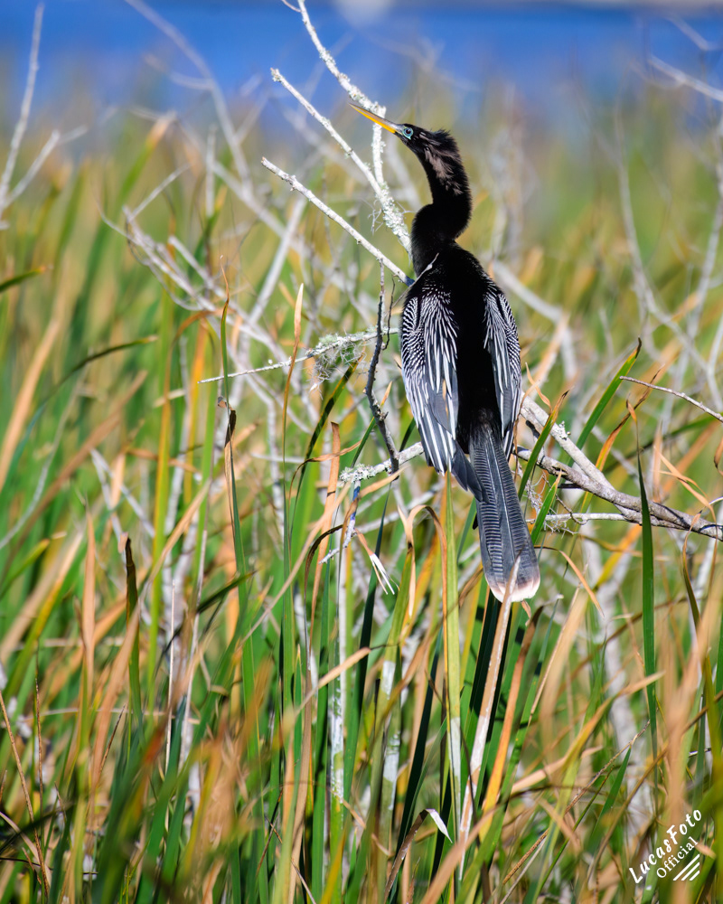 Anhinga