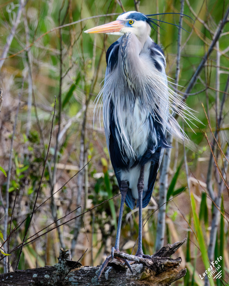 Great Blue Heron