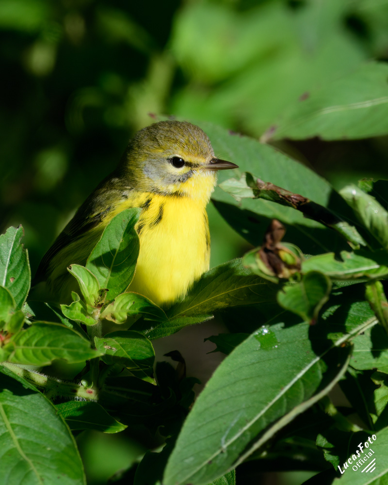 Prairie Warbler