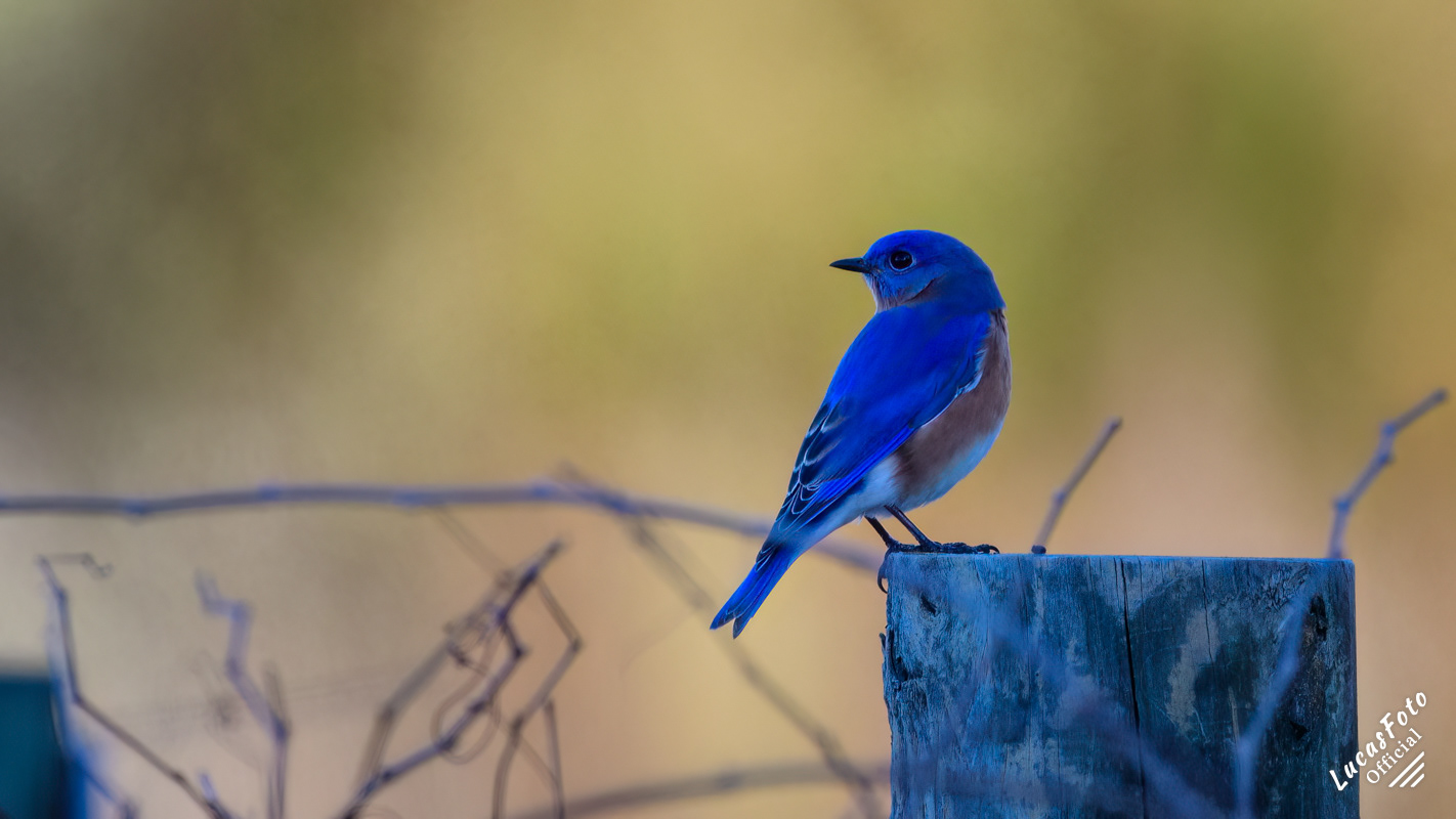 Eastern Bluebird