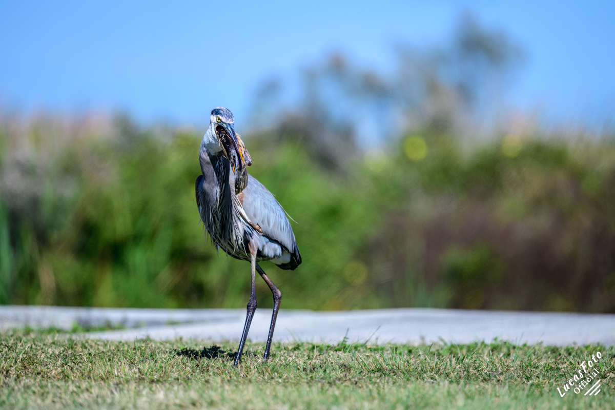 Great Blue Heron