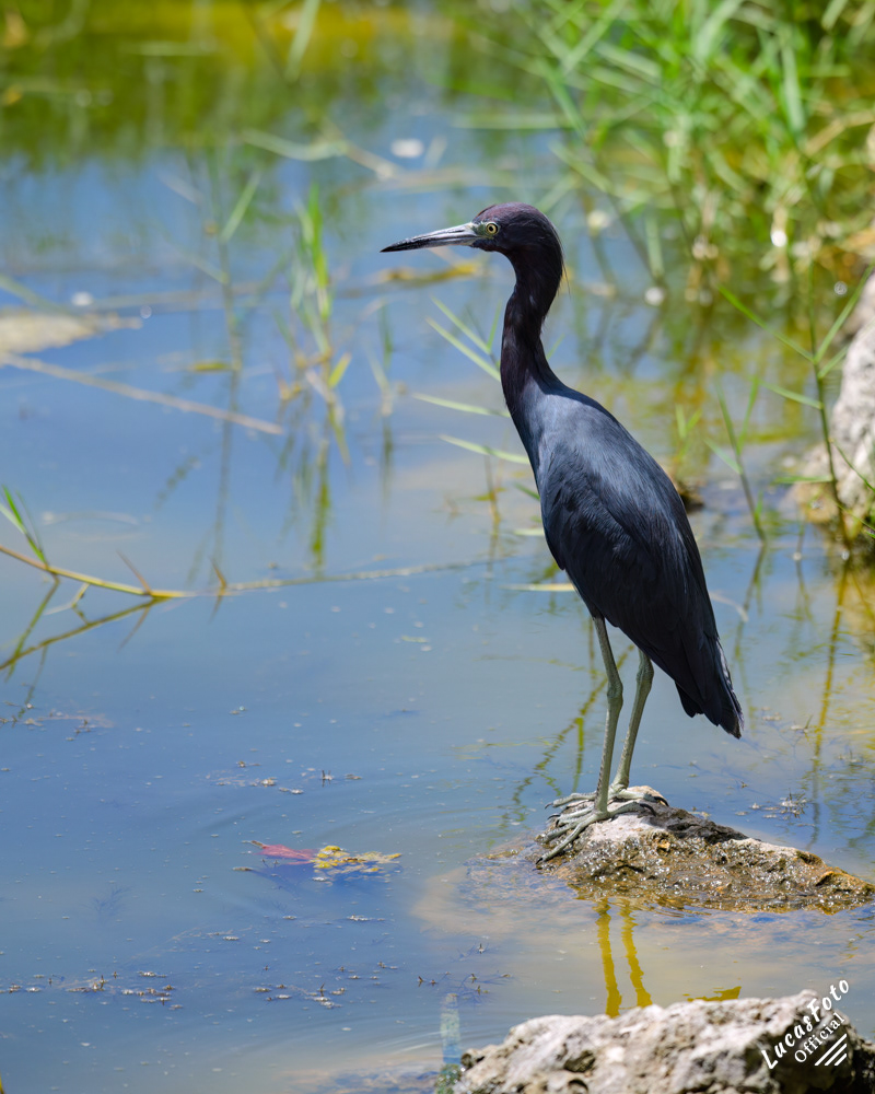 Little Blue Heron