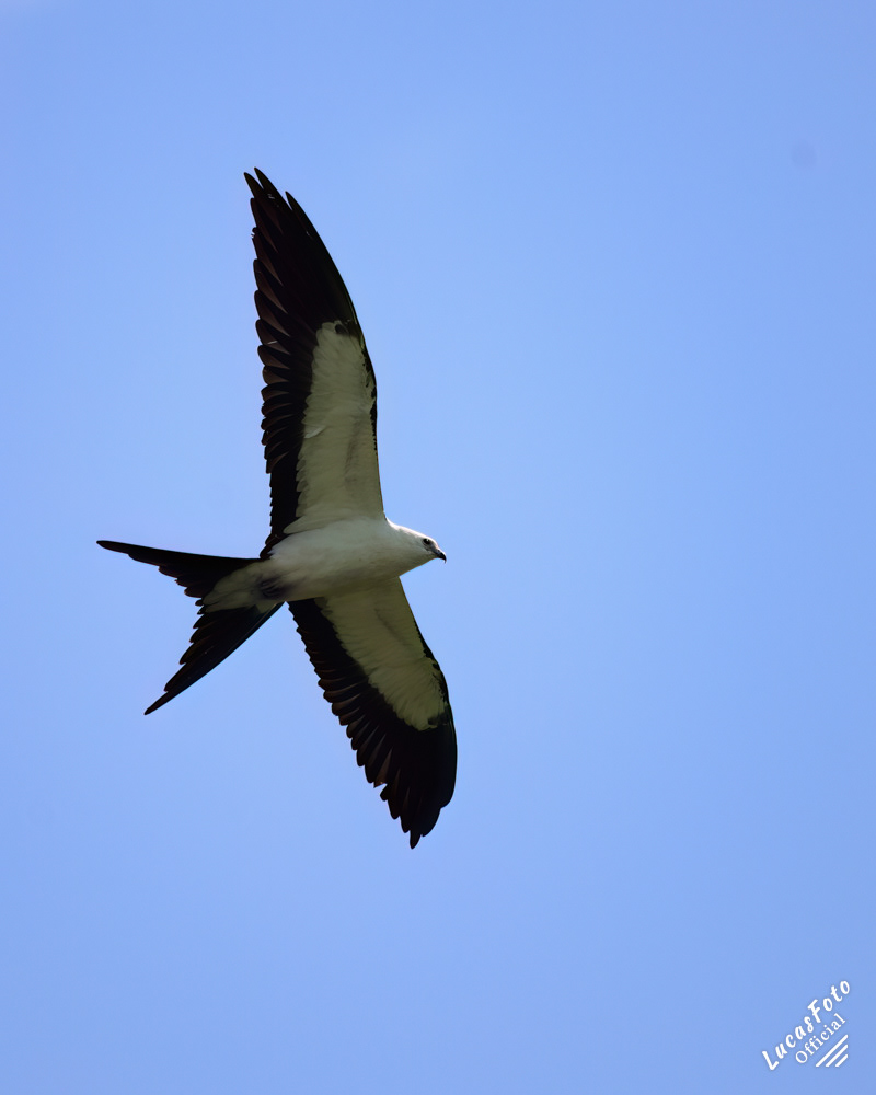Swallow-tailed Kite