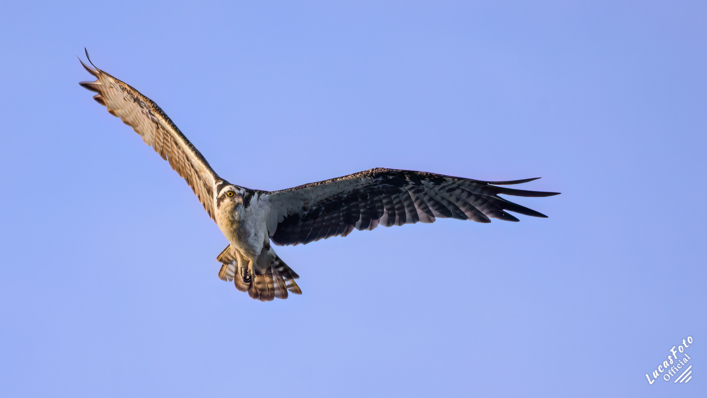 Osprey