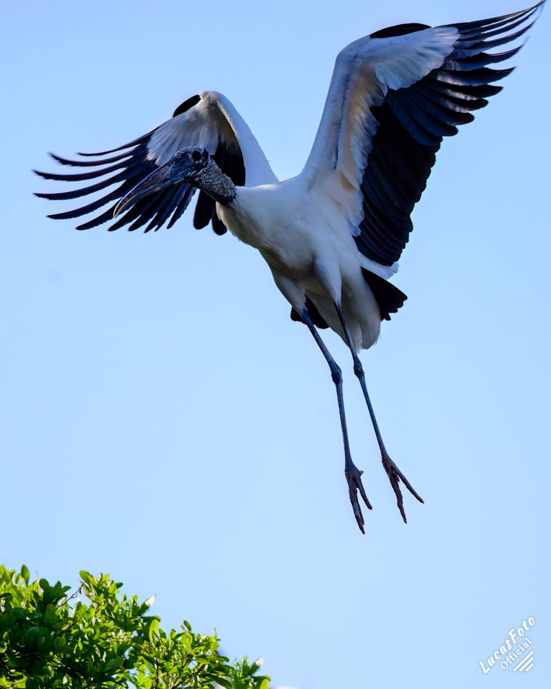 Wood Stork