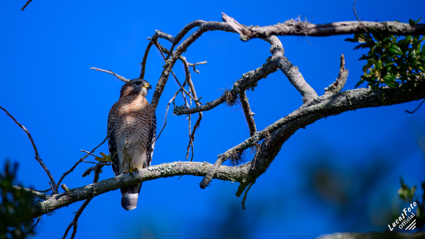 Red-shouldered Hawk
