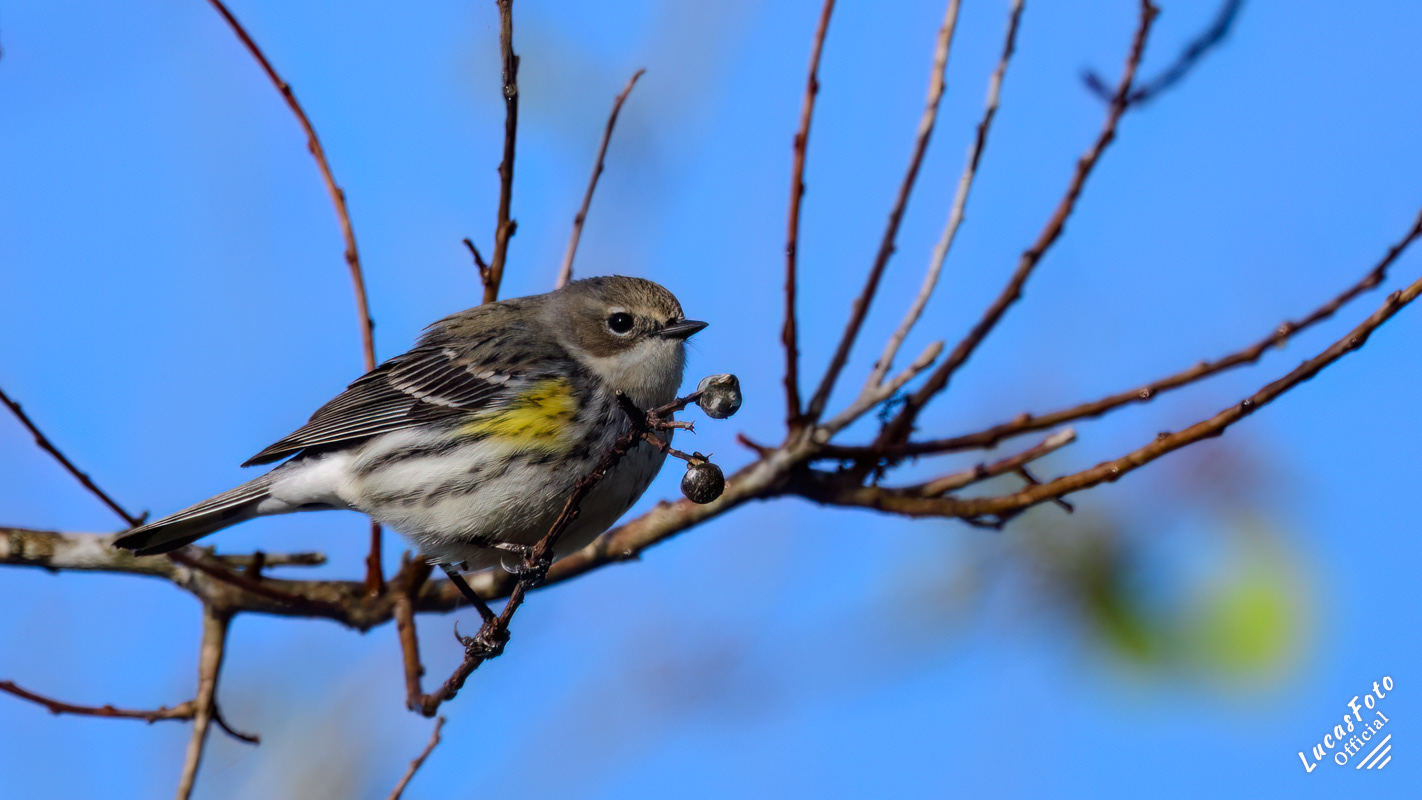 Yellow-rumped Warbler