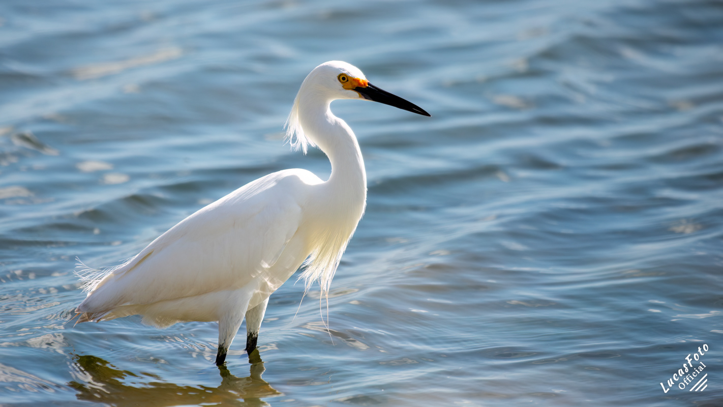 Snowy Egret