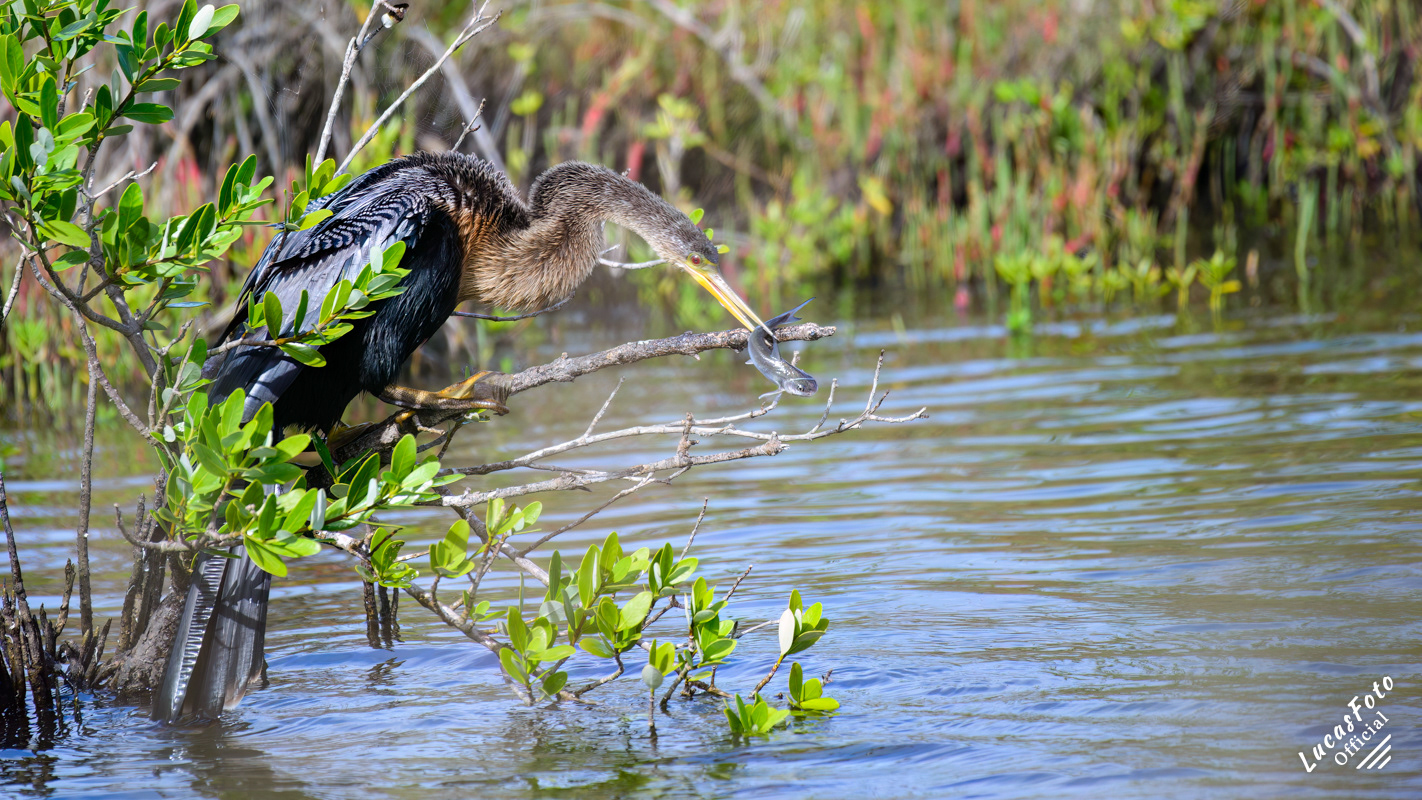 Anhinga