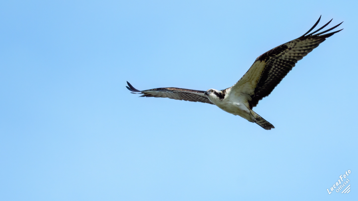 Osprey