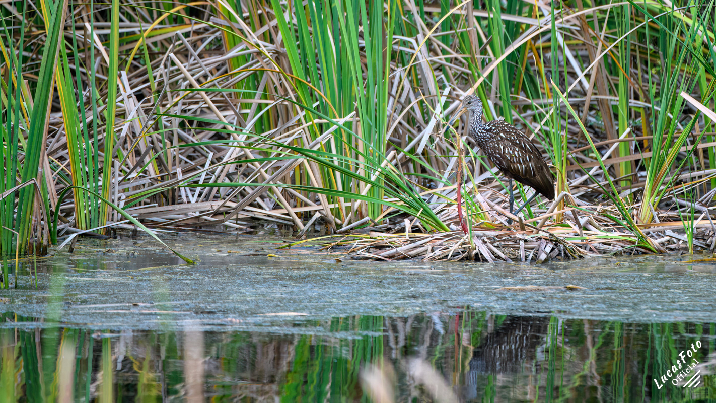 Limpkin